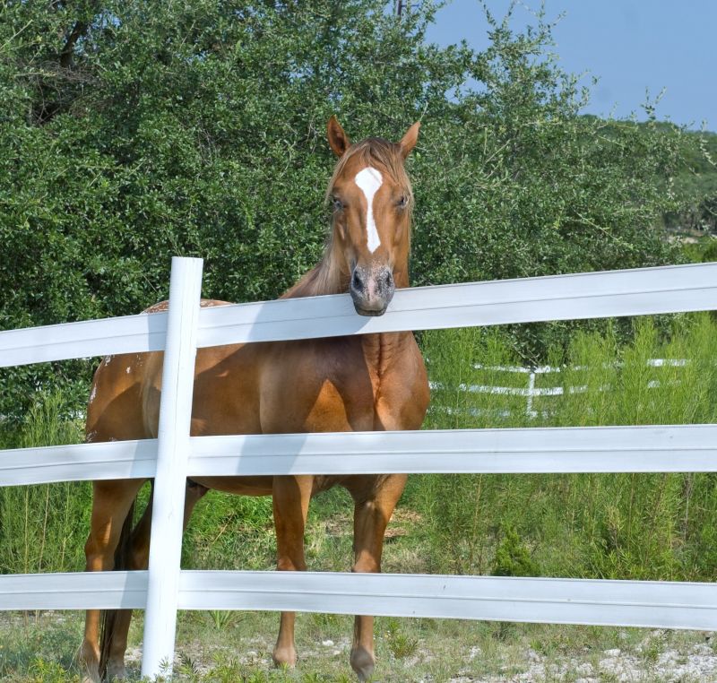 Livestock Fence Painting